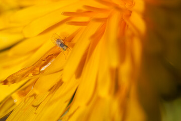 Close up view of a tiny insect on a vibrant yellow flower at a sunny garden during spring