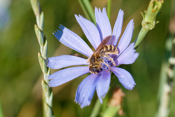 Close up view of a bee collecting pollen from a purple flower on a sunny day in a field
