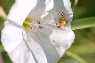 Small yellow spider resting on a white flower in a sunny garden during springtime