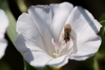 Close up view of a bee pollinating a white flower during daylight in a serene garden setting