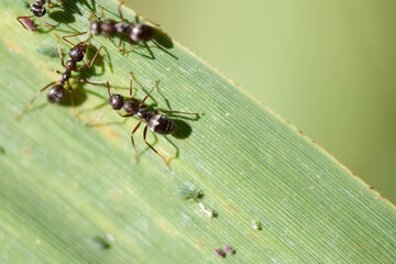Black ants crawling on a green leaf in a natural environment during daylight