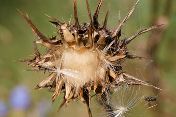 Unique wild thistle plant with fluffy seed heads surrounded by greenery in a sunny meadow setting