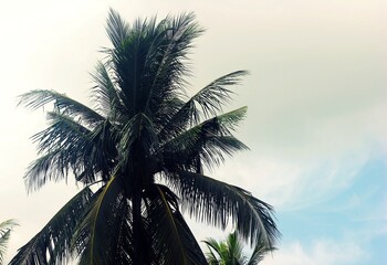 Tropical Palm Tree Silhouette Against a Cloudy Sky