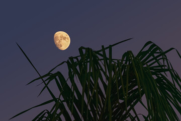 Luna crescente in una sera d'estate