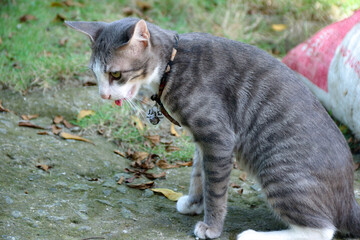 Cat Panting Outdoors on Concrete Ground in Natural Light