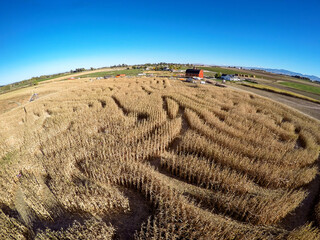 Corn maze close up with red barn farm