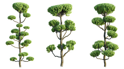 Chamaecyparis obtusa Tree 4k png cutout