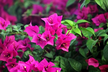 Vibrant Bougainvillea Blooms on a Lush Branch