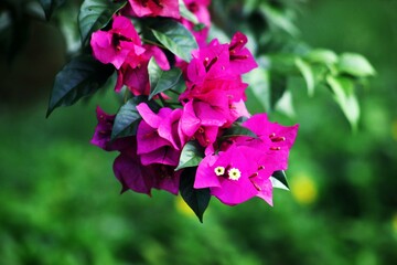 Vibrant Bougainvillea Blooms on a Lush Branch