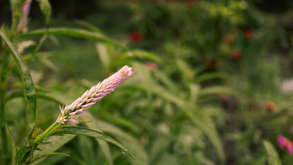 Close up Cockscomb and blur green nature background and sunset light