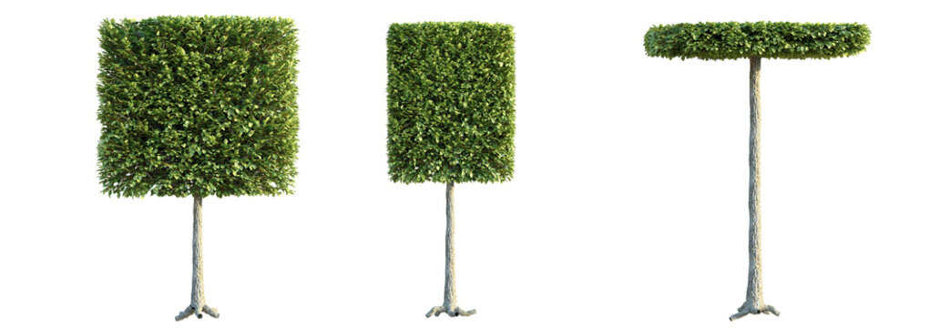 Tilia x europaea Pallida Tree 4k png cutout