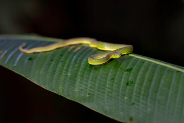 Side-striped palm pitviper or side-striped palm viper (Bothriechis lateralis) is endemic for Cental...