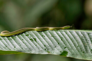 Side-striped palm pitviper or side-striped palm viper (Bothriechis lateralis) is endemic for Cental America. We saw this one near Saraoiqui in Costa Rica.