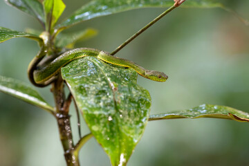 Side-striped palm pitviper or side-striped palm viper (Bothriechis lateralis) is endemic for Cental...