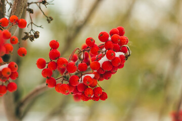 red berries in autumn