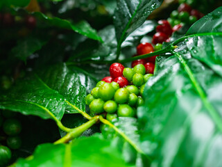 Coffee Trees Raw coffee beans are grown on mountains in the northern forests of Thailand