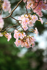 Tabebuia rosea is a Pink Flower neotropical tree , common name Pink trumpet tree, Pink poui, Pink tecoma, Rosy trumpet tree