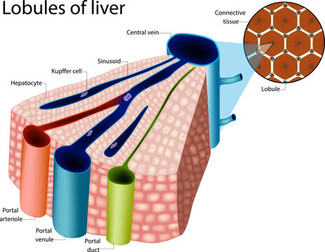 Anatomical medical illustration showing the microscopic structure of liver lobules. Components central vein, portal triad vein, hepatocytes, Kupffer cells, and sinusoids. 
