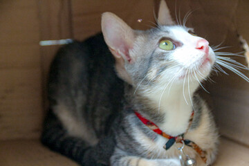 Cat Looking Upward While Relaxing in Box