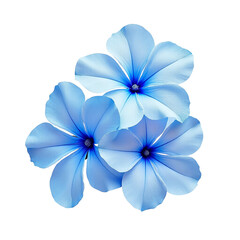 Fototapeta premium Three Delightful Blue Blossoms: An eye-level shot of three light-blue flowers blossoms in a visual delight. The petals gracefully spread out, revealing the dark blue core of these gorgeous blossoms.