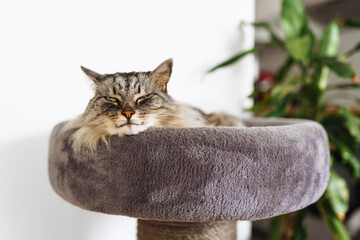 domestic cat sleeping on cat tree scratching post