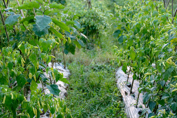 Growing Peppers in an Agricultural Field with Green Plants