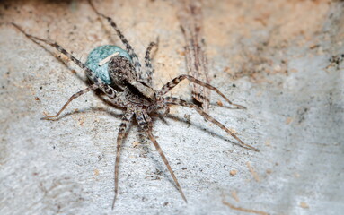 spider on a white background