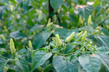 Growing Peppers Unripe Fresh Pepper Plants in the Garden
