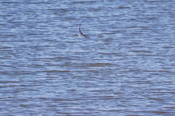  House martin flies over the lake, small bird with spread wings flies over the lake, lake with...