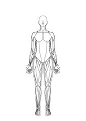女性の筋肉解剖図　前面