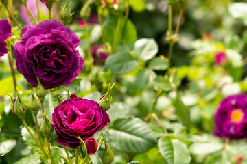 Bloom violet rose with green leave in the garden