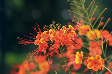 Royal Poinciana Bloom: Fiery Summer Bloom