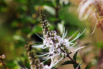 Cat's Whiskers: Orthosiphon Aristatus in Bloom