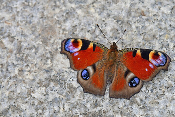 peacock butterfly on a way