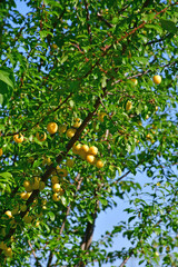 cherry plum with yellow fruits in summer in Germany