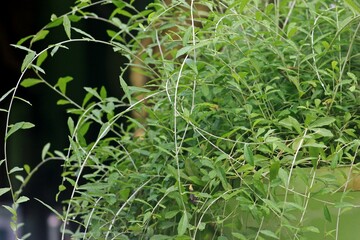 Weeping Willow Branch Detail: Delicate Green Foliage