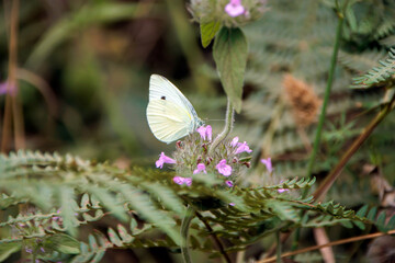 white butterfly on a flower