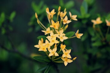 Yellow Ixora Flowers Blooming in Garden