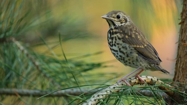 Birdwatching Moment: Young Thrush on Pine Tree. Close-Up of a Baby Thrush on a Tree 