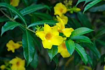 Blooming Yellow Flowers with Green Leaves in a Natural Setting
