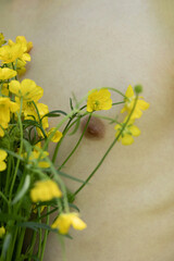 Yellow wildflowers near bare male chest