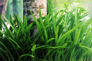 Heap of Purple Eggplants at a Farmers Market