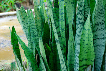 Close-up of Snake Plant Leaves with Natural Light and Green Tones
