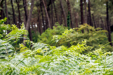 spring in the forest
