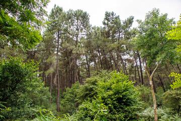 panorama view of the forest