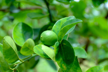 Lime Growing on Tree with Green Leaves in Natural Light