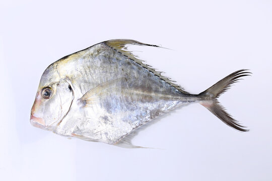African pompano (Alectis ciliaris) in the white background