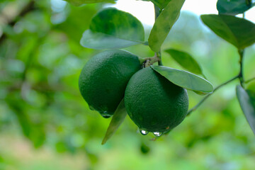 Green Citrus Fruits Hanging on Tree with Water Droplets Close Up