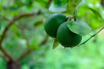 Green Citrus Fruit Hanging on a Tree with Water Droplets