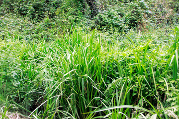 long green grass in the forest